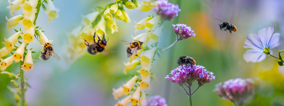 bumblebees on flowers in the garden close up